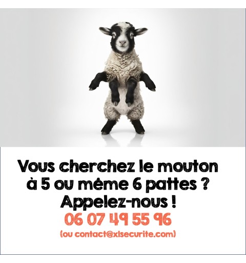 Le mouton à 5 pattes existe !